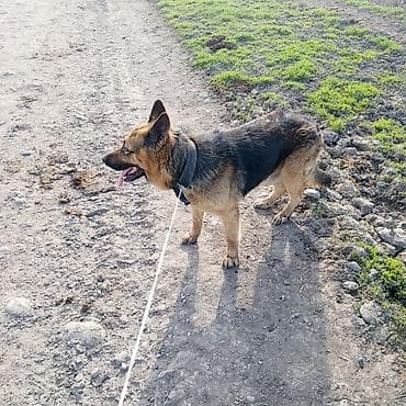 цены на собак: Немецкая овчарка, кобель. Крупный, крепкий костяк, правильные уши и — 3