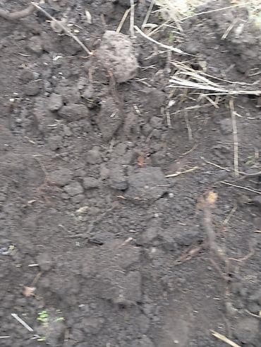 Дрова: Перегной чорнозём горный — 7