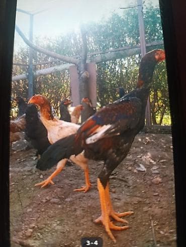 Птицы: Продаю молодых боевых даканов хороших кровей отборных от 1000с до — 1