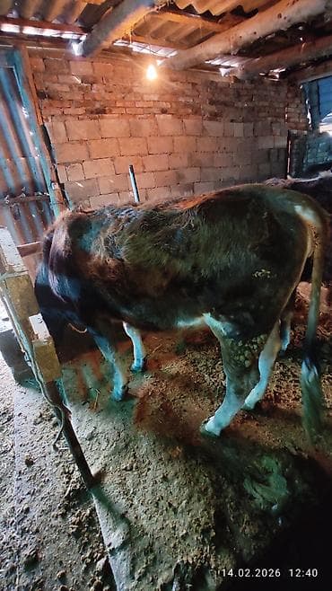 Товары и оборудование для с/х животных: Продаю | Тёлка | Для разведения | Племенные — 1