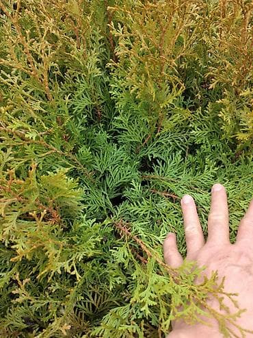 верблюжья колючка: Туя западная (саженцы из грядки) - Плотная рассада туи западной для — 2