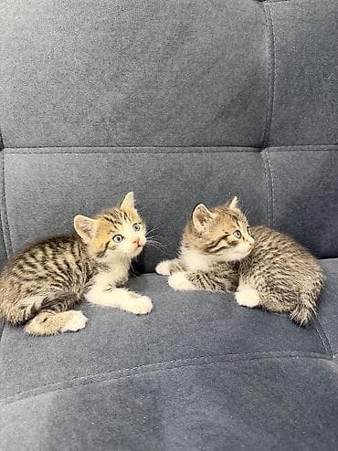 scottish fold: Скотиш Страйт (Шотландская прямоухая), 1 месяц, Девочка, Серый, Приучена к лотку, Проглистована — 3
