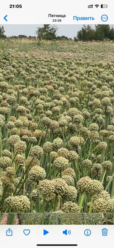 утюг для пластиковых труб цена бишкек: Семена овощей: Лук — 6