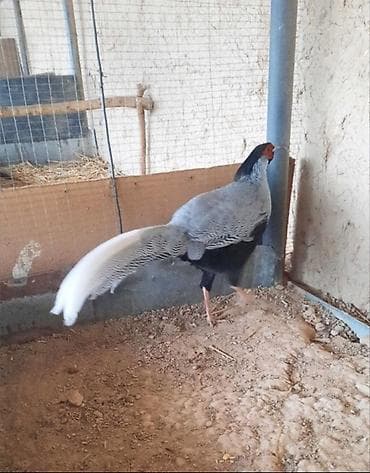 фазан: Продаю молодых серебряных фазанов — 1