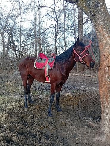 романовский порода: Продаю | Жеребец | Кара Жорго — 1