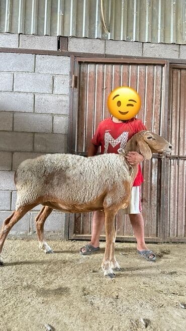 продажа щенков немецкой овчарки в бишкеке с документами: Сатам | Ургаачы кой (ургаачы) — 1