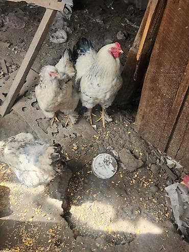 цеплята несушки: Продаю | Куры | Брама | Для разведения — 3