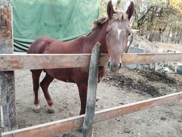 мен кун: Сатам | Байтал | Жумушка — 6