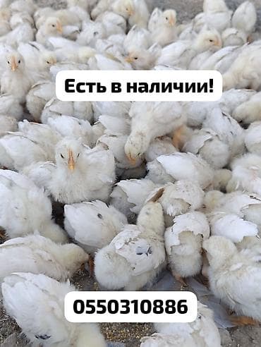 индийский бегунок купить: Продаю | Цыплята | Бройлерная | На забой — 1