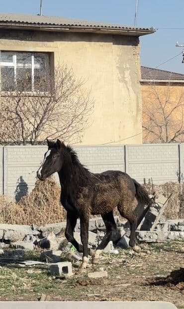 сколько стоит немецкая овчарка в бишкеке: Продаю | Кобыла (самка) | Для разведения — 1