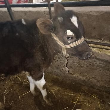 тай кунтуу: Продаю | Бык (самец) — 3
