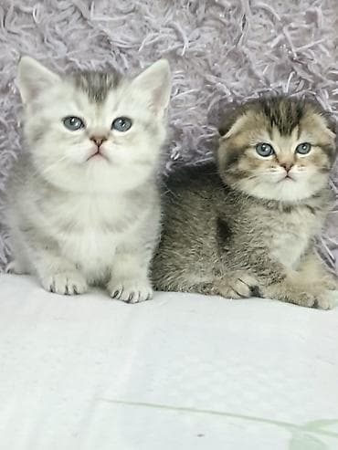 Скотиш Фолд (Шотландская вислоухая), 1 месяц, Девочка at lalafo.kg Скотиш Фолд (Шотландская вислоухая), 1 месяц, Девочка