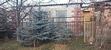 Бакча эмереги: Ели голубые . На участке растут взрослые и подрощенные экземпляры — 2