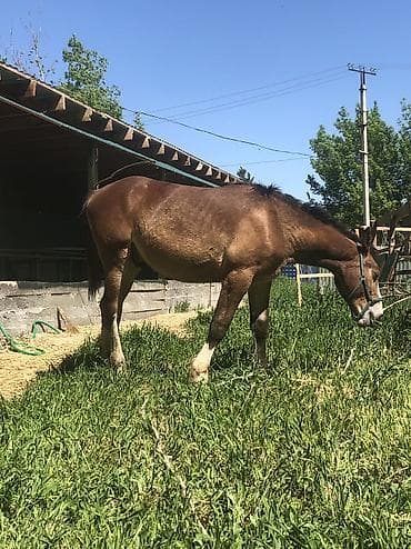 утята муларды купить: Продаю | Жеребец | Полукровка | Конный спорт | Племенные — 4