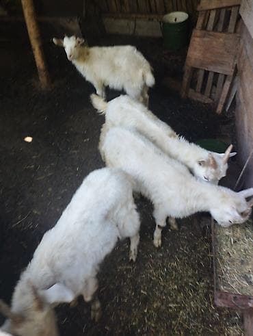 коза молочный: Продаю | Козлёнок | Для разведения — 3