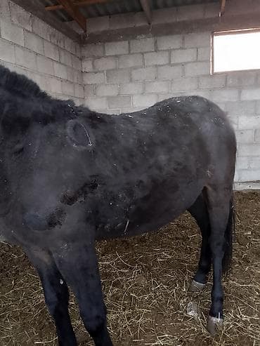 Баран, овца: Продаю | Кобыла (самка) — 6
