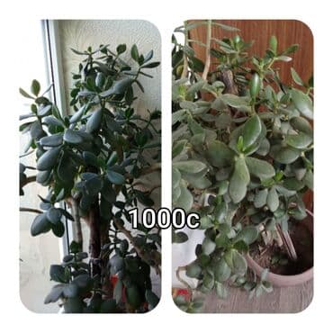 мебель бишкек: Саженцы цветка — 24