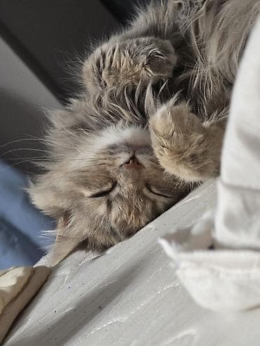 Отдам даром кошку: 4 года, Девочка, Метис — 3