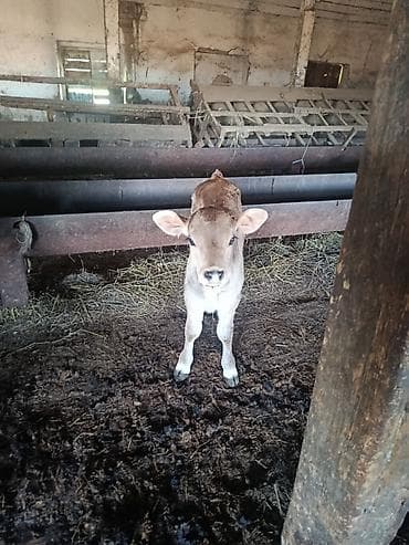 капкан для крысы: Продаю | Корова (самка) | Для молока | Привязанные — 5