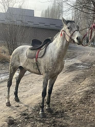 Другие животные: Продаю | Конь (самец), Жеребец | Полукровка | Для разведения, Рабочий, Конный спорт | Племенные, Осеменитель — 2