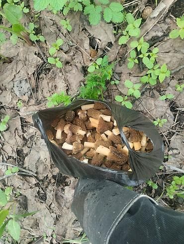 корейская химия: Смарчок свежий 350 сом кг Жалалабад — 4