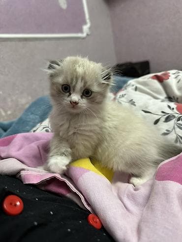 Мышыктар сатылат: Скотиш Фолд (Шотландиялык шалпаң кулак), 3 айлык, Ургаачы — 1