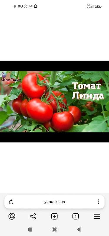помидор сколько стоит: Рассада — 5