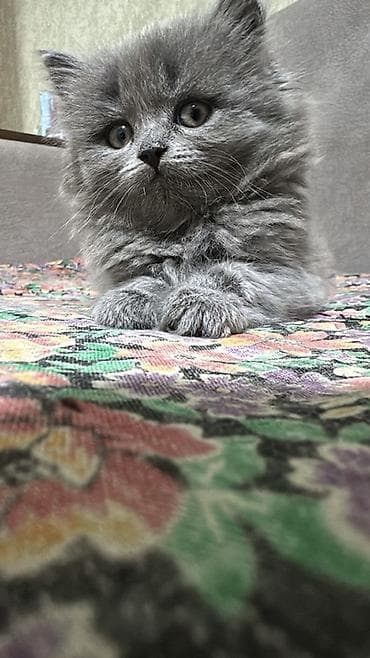 Продажа кошек: Пушистые котята серого окраса - Порода: длинношёрстные (тип — 5