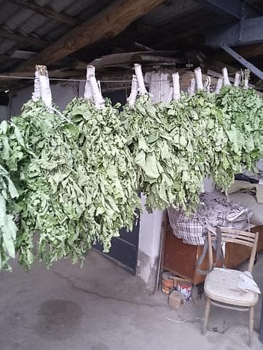 дрова бесплатно: Веники для бани из дуба

- Ручная заготовка тлф — 2