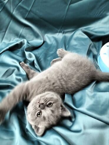 во сколько месяцев стерилизовать кошку: Британская короткошёрстная, 1 месяц, Девочка, Голубой — 2