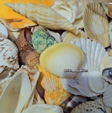 продам аквариумных рыбок: Разные ракушки! Бишкек
от 50 и выше — 9