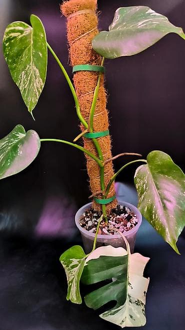 4 pot: Самовывоз, Платная доставка — 1