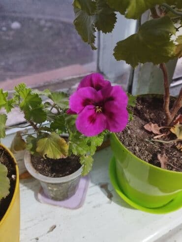 мебель кровать: Детки комнатных цветов покажу как цветут все по 100 с — 3