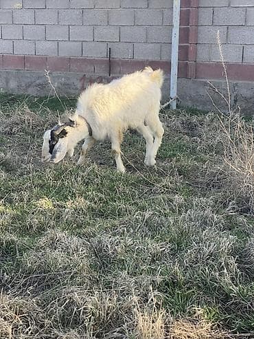 сабака дратхар: Продаю | Козёл (самец) | Полукровка | Для разведения | Осеменитель — 1