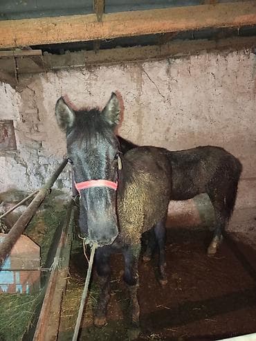 лошадь на мясо: Продаю | Жеребец | На забой, Для разведения — 4