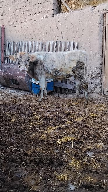 вареная кукуруза: Продаю | Музоо, торпок | Полукровка | На откорм | Привязанные — 2