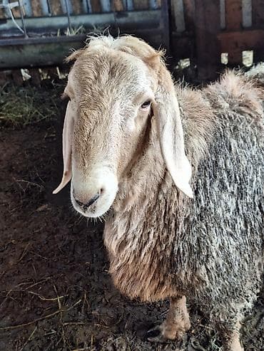 Коровы, быки: Продаю | Баран (самец) | Эдильбаевская, Арашан | Для разведения — 2