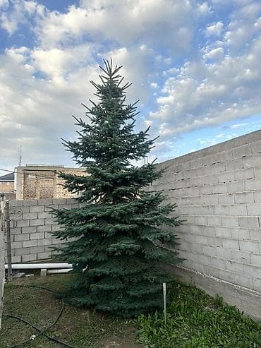 продам мебель б: Ель голубая (Picea pungens), взрослая, декоративная, с плотной — 1