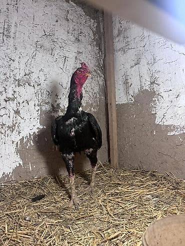 купить живого орла: Продаю | Петух | Бойцовая, Дакан | Для разведения — 4