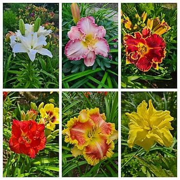 лилейники: Многолетние лилейники (Hemerocallis) — коллекционные сорта для сада и — 2