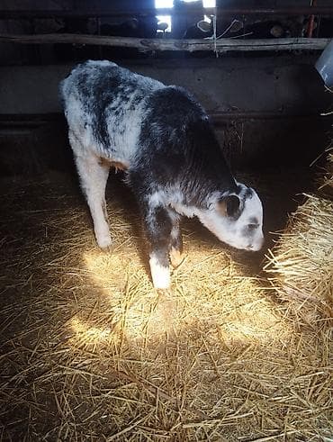 Продаю | Музоо, торпок | На откорм