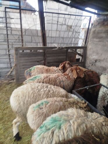 живая рыба: Продаю | Овца (самка), Ягненок | Полукровка, Эдильбаевская | На забой, Для разведения | Племенные, Ярка — 3