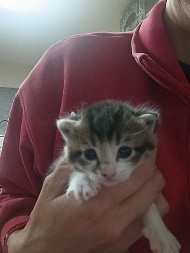 бесплатно кошки: Котята, домашнее выращивание. - Возраст: примерно несколько недель — 2