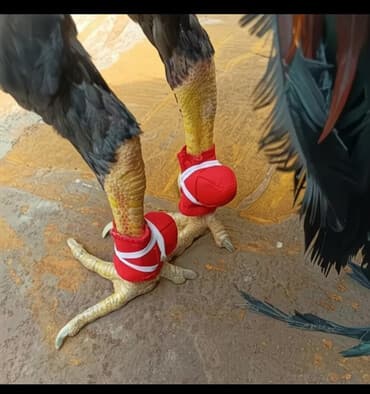 русская голубая кошка бишкек: Нашпорники для тренировки бойцовых петухов! в комплект входит 2пары — 1