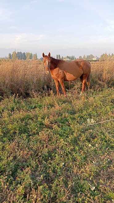 дом животных: Продаю | Жеребец | Дончак | Для разведения | Племенные — 1