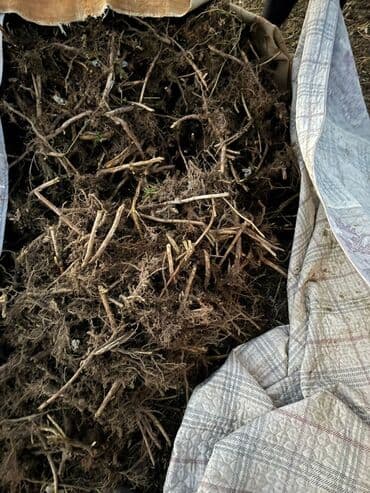 печка для отопления бишкек цена: Саженцы малины (корневые отпрыски) - Сортовая малина с высокими — 4