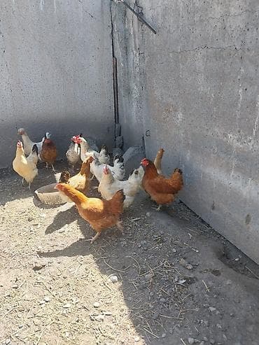 кара кой: Продаю | Куры | Домашняя | Несушки — 1