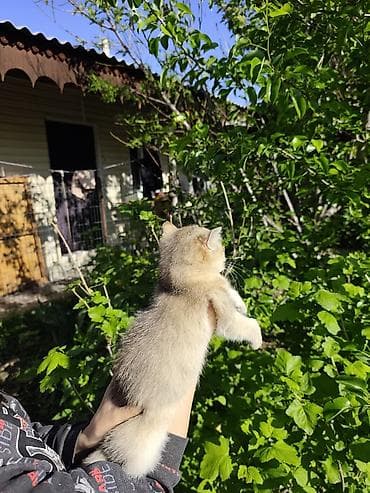 ит мышык: Британ кыска жүндүү, 2 айлык, Ургаачы, Алтын шиншилла, Лотокко барууга үйрөтүлгөн — 2