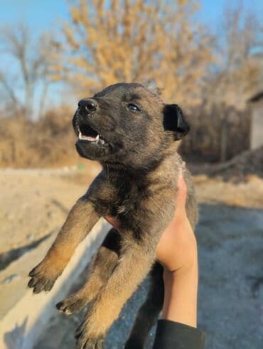 объявления отдам щенка в хорошие руки: Бельгийская овчарка, 1 месяц, Самец — 3
