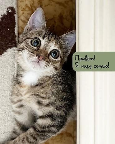 кошки маленькие: 3 месяца, Девочка — 1